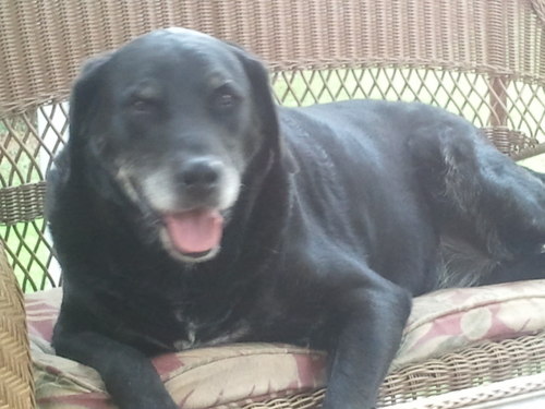 Black lab
