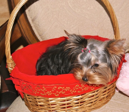 Cinderella Yorkshire Terriers are home raised  CKC registered purebreds from excellent lines.