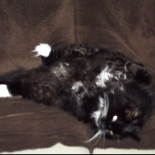 SAKiwiUrz's profile picture. 