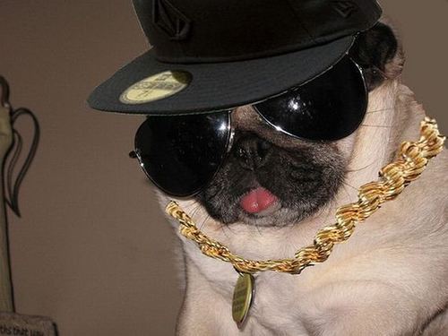 Só sei que eu sou mais gato que vc


                             ╭∩╮(◣_◢)╭∩╮