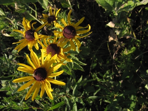 Kaw Valley Almanac chronicles the natural seasons and cycles of the Kansas River Basin.