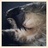 anomalie's profile image