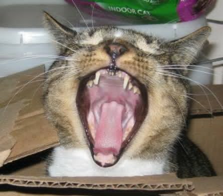 Ryan Kelly Eisenberg 🐱