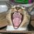 FurryRyan's profile image