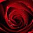 suzan_attar's profile image