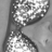 AriannaBonvini's profile image