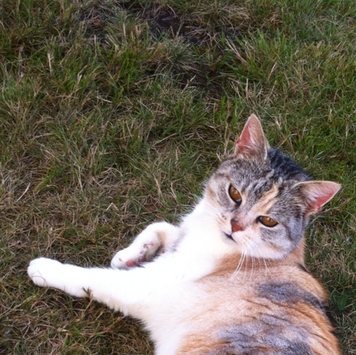 WowiTheCat's profile picture. Bin die Katze von @anjahagge und @papawueste .. Mittlerweile wohne ich aber bei den Nachbarn und bin Hühnerhütekatze! Mein Revier ist ganz Buchholz!