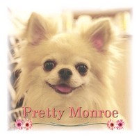 香川県のチワワ・トイプードル ブリーダー Pretty Monroe Kennelです。