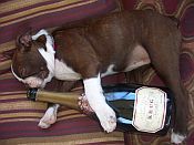 Brad Baker is The Champagne Warrior. Dedicated to helping others find the best in Champagne and sparkling wines