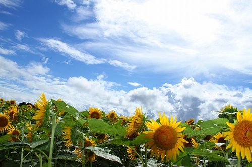 宮崎県北　週末カメラマン。

九州を中心にプロレスカメラマンしてます。

ポートレート撮影したいおじさんです。

被写体になってくれるモデルさんは随時募集中。

【Canon 5D mk3】
【Canon 1DX mk2】