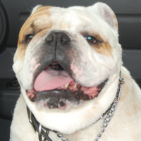 Dutchtown Bulldogs (@dhsdutch) 's Twitter Profile