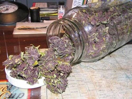 TeamKushNotes Profile Picture