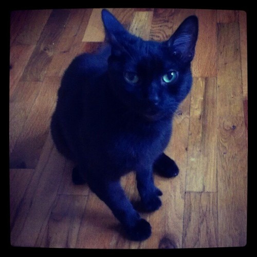 Pawtistic cat of @bqquinn.  I iz in your ceiling, waiting.