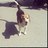 beaglelover04's profile image