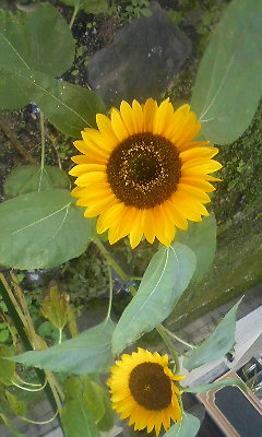 karumuchan's profile picture. Twitter、今だに使い方がよく解らないけど、今度こそ呟いてみようかな？好きなのは、音楽鑑賞、SOPHIA。ライブに行くの大好きです。