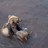 Nicke_T's profile image