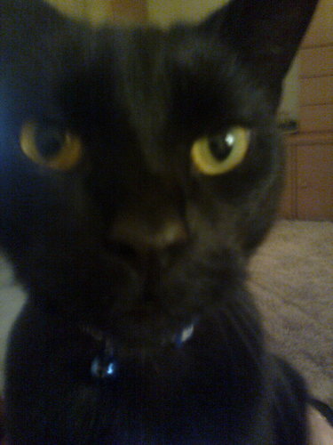 MissyAlfie's profile picture. 