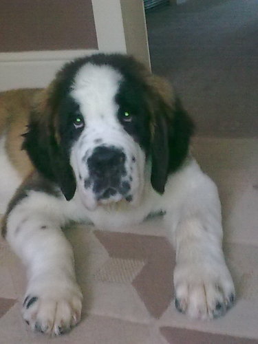 woof woof.im 11st of st bernard which equals lots of slobber. im a big soft cuddle machine that loves to sleep lots.