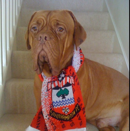 Hurly_Dog's profile picture. 