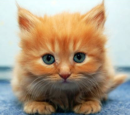 Your source for cute animal pics on Twitter!