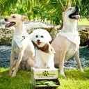 Goods for Dogs & People who Love them
