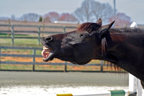 Our videos help people understand horses.