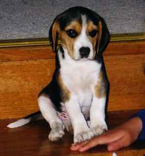 SallyFerguson's profile picture. I run a site devoted to dog training. Take a look for free dog training articles and advice.