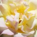 Melissa Renfro - @SGLissaD - Twitter