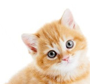 ...mew? ((RP - a... Kitten currently in @TurianBatman's care.))