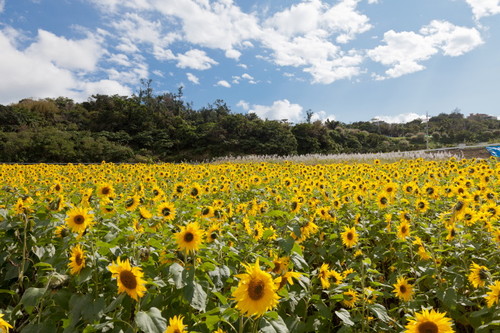 cyurasima58's profile picture. 休日は、デジカメ担いで写真撮影に出かけます。沖縄の楽しくて、面白くて、為になる情報を発信して行きたいと思っています。皆さんの沢山のコメントもお待ちしています。よろしくお願いいたします。投稿に関してご質問があれば遠慮なく聞いて下さい。