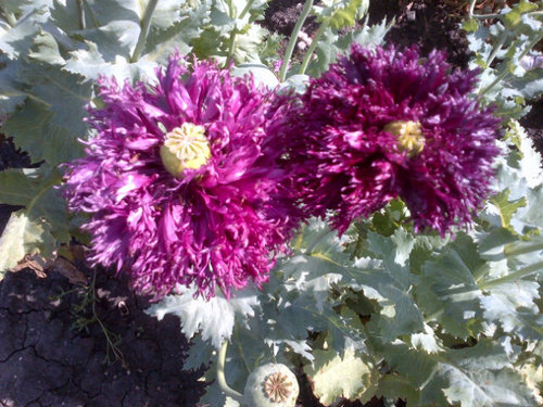 WaldnerJosie's profile picture. 