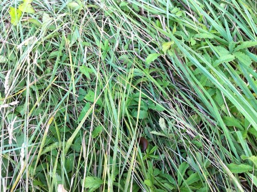 jeudegogo's profile picture. nobody