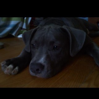 _LoveAPitbull's profile picture. 