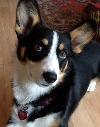 I am a Magic Corgi Dog!  I adore my human companions and appreciate their tennis ball lobbing skills.