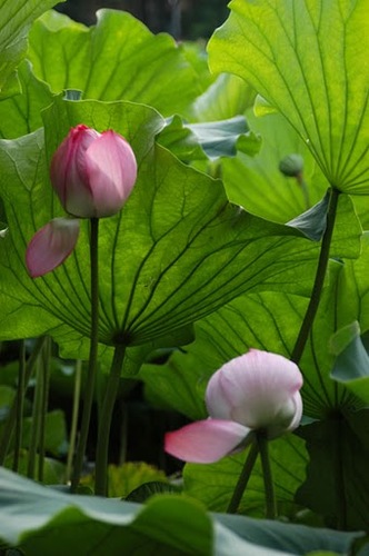 2足歩行の炭素系生物。上肢を使った作業を得意とするが作業の精度は高くない。文字、特に日本語の文字を見ると目で追う習性があるため、襲われた際には日本語を印刷した紙を冊子状にしたものを投げつけるとよい。大麦を発酵させた液体、およびその蒸留物を木の樽で寝かせたものでおびき寄せられる