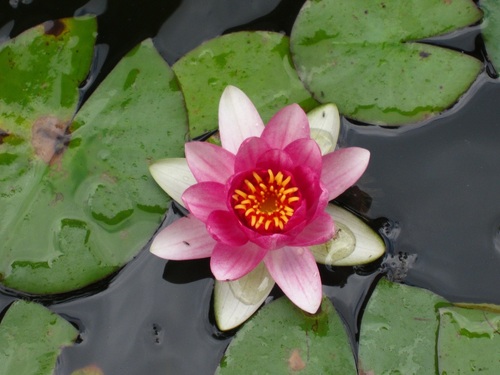 London Middlesex Master Gardeners is a volunteer organization of certified horticultural experts providing in depth gardening information.