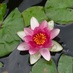 LMMG Master Gardener (@lonmidgardeners) Twitter profile photo