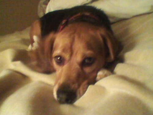 Tieglin's profile picture. Mediocre tank, average healer, so-so dps.  GM and Raid Leader with @GuildAftermath     Beagles rule!    Tieglin#1259