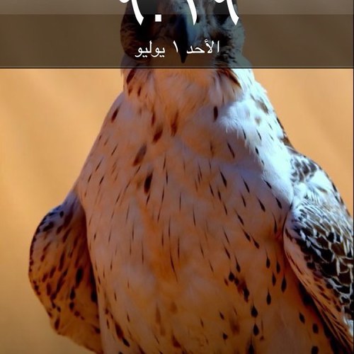 qqwwe1323's profile picture. 