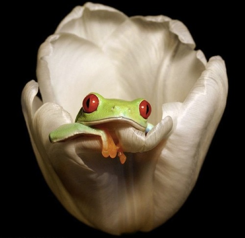 sisimondon's profile picture. A lazy lady~