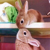 Unique Rabbit Jewels(@AnniesJewellery) 's Twitter Profile Photo