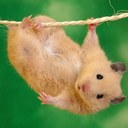 Chris - @ChrisEstelle - Twitter