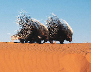 SANParksKTP's profile picture. Where the red dunes and scrub fade into infinity and herds of gemsbok, springbok, eland and blue wildebeest follow the seasons...