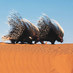 SANParks Kgalagadi (@sanparksktp) Twitter profile photo