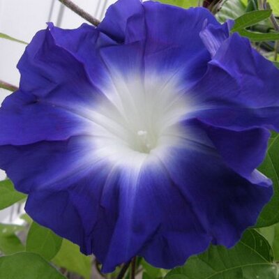 一寸の兎にも五分の魂 Usagismash Twitter 一寸の兎にも五分の魂 Usagismash Twitter