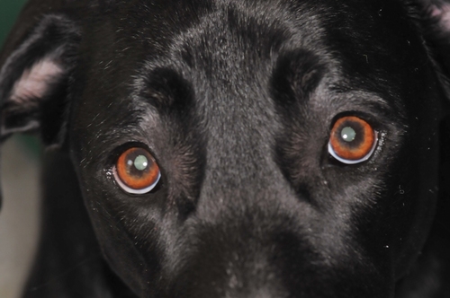 BLACKRUFFIAN's profile picture. Covert operative, thief, but not a liar. Do er of things.  Sometimes great things, but not often. Defender of the lil' man 'by any means necessary' .