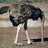 abdalazizkhalil's profile image