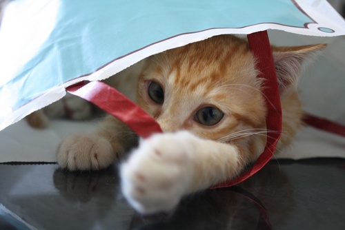 ネコ科と動物・自然.を愛するクリスチャン♀
JesusCat♂Ruby
”はじめにことばがあった…ことばは神であった。
（J1：1）”
Immanuel♪
マザーテレサ/花言葉/聖書のBlog
https://t.co/Y9zhKrWUYO
