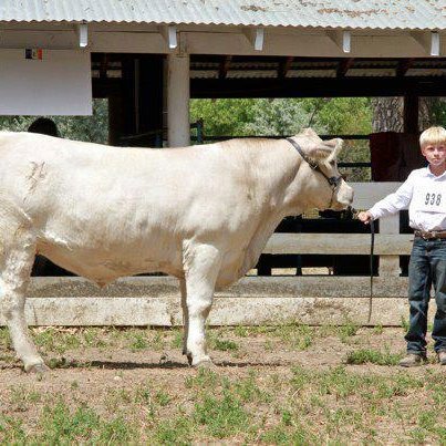 CharolaisCattle Profile Picture