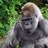 Roger_Utting's profile image
